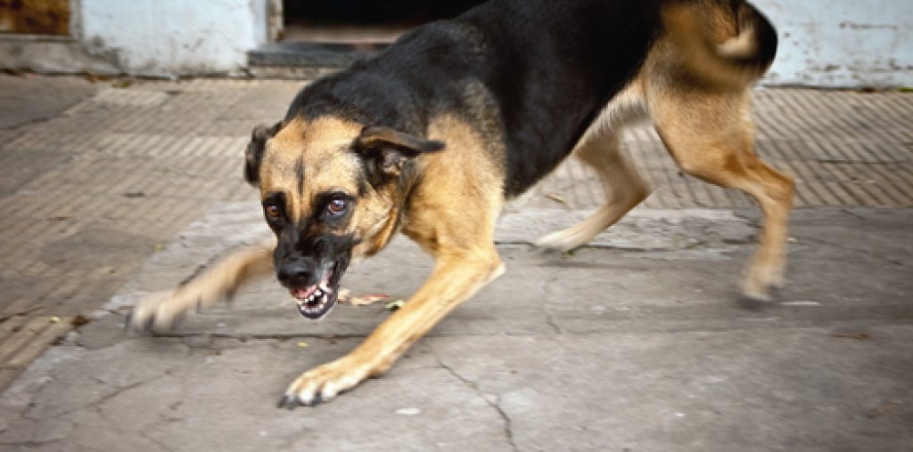Aggressive dog bearing it's teeth ready to bite