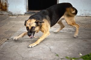 Aggressive dog bearing it's teeth ready to bite