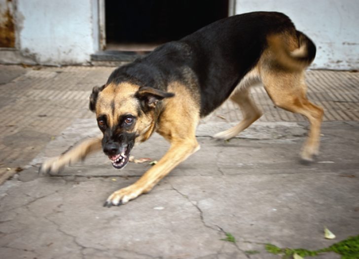 Aggressive dog bearing it's teeth ready to bite