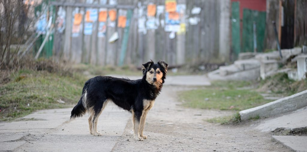 there-is-a-loose-dog-what-should-I-do