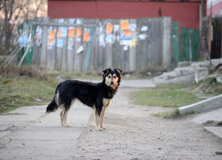 there-is-a-loose-dog-what-should-I-do
