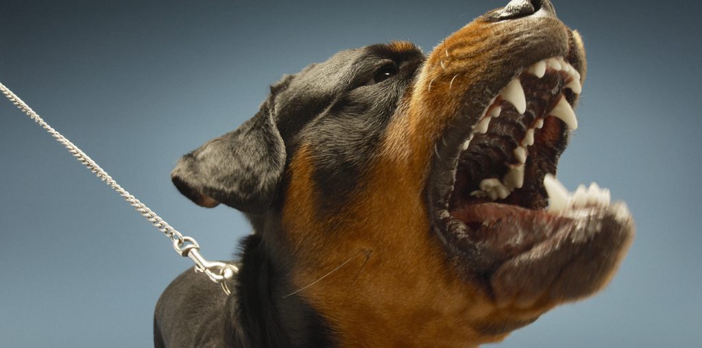risk-of-dog-bite-infection-mazow-mccullough
