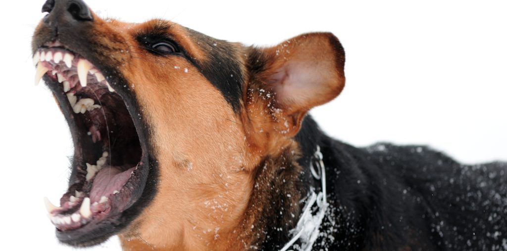 bitten-by-dog-you-work-with