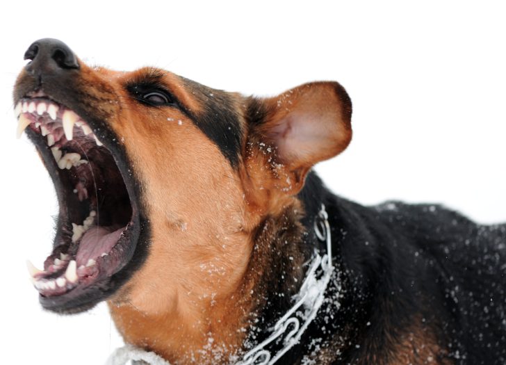 bitten-by-dog-you-work-with