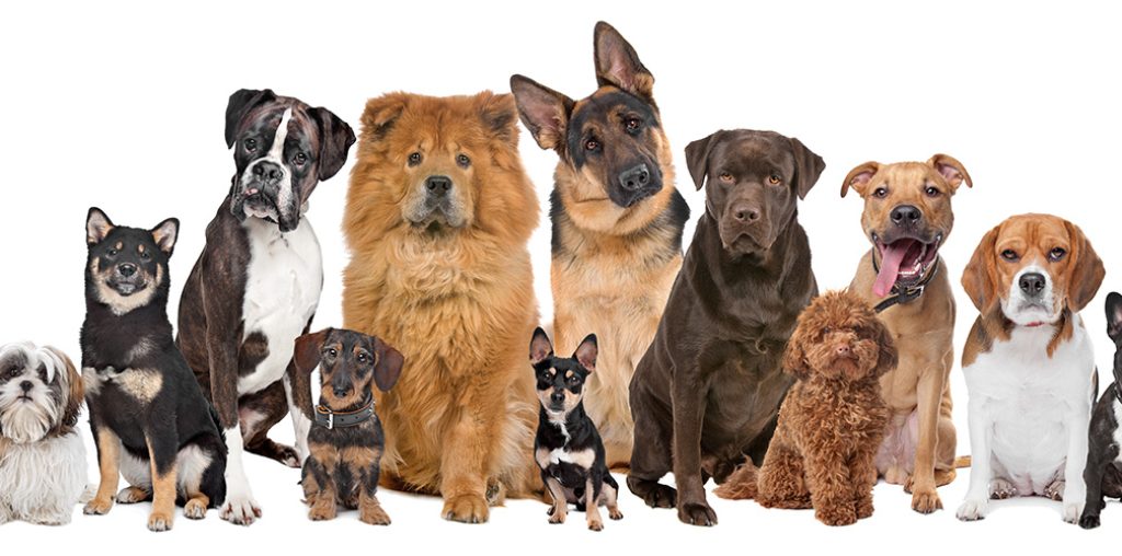 Dog Breed