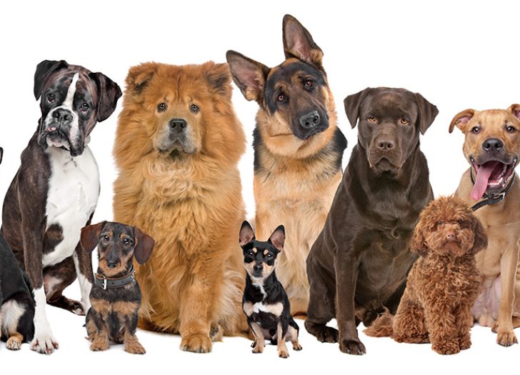 Dog Breed