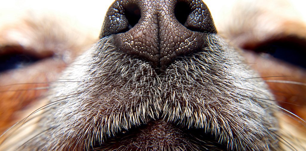 300 million scent glands
