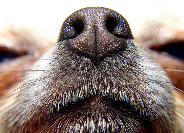 300 million scent glands