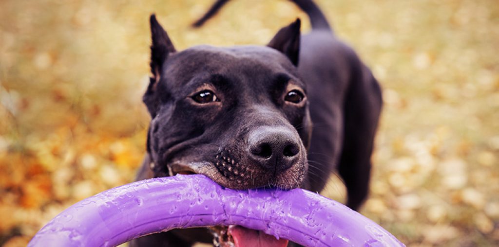 Does Your Dog Bite?