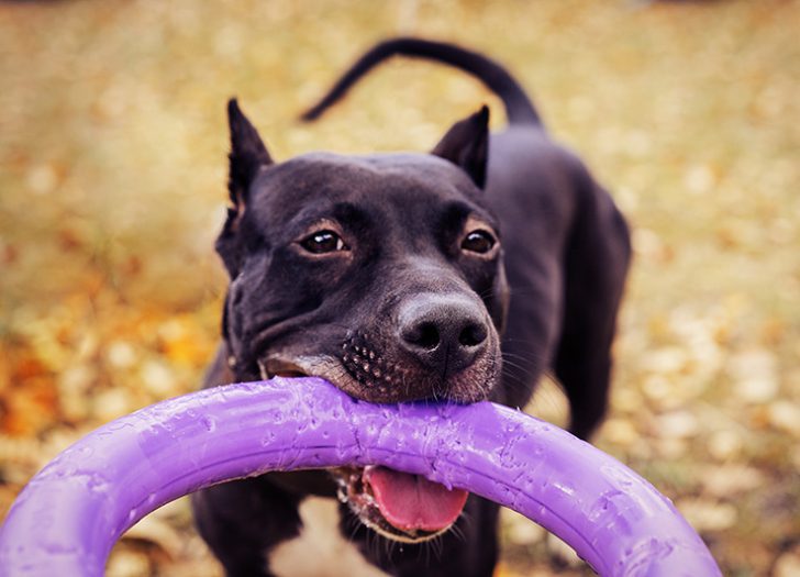 Does Your Dog Bite?