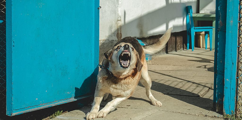 Dog Attack Victim