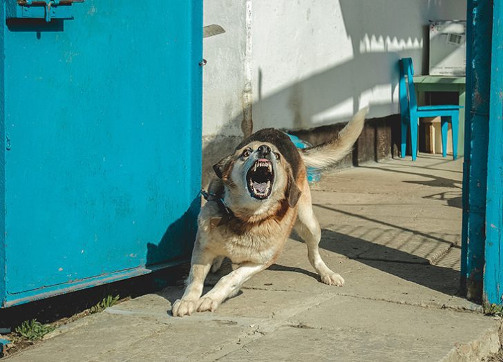 Dog Attack Victim