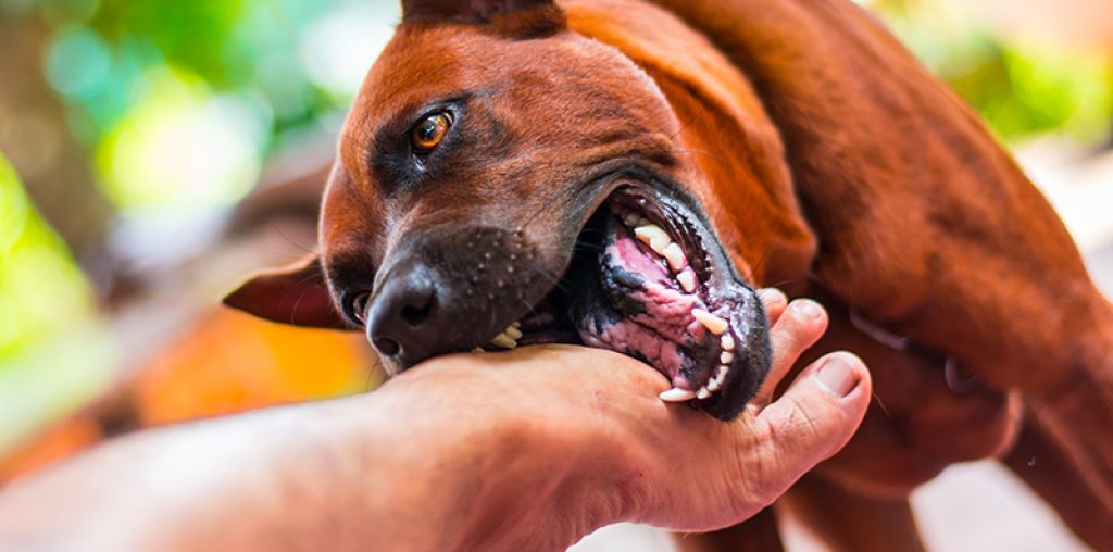 Dog Bite Case
