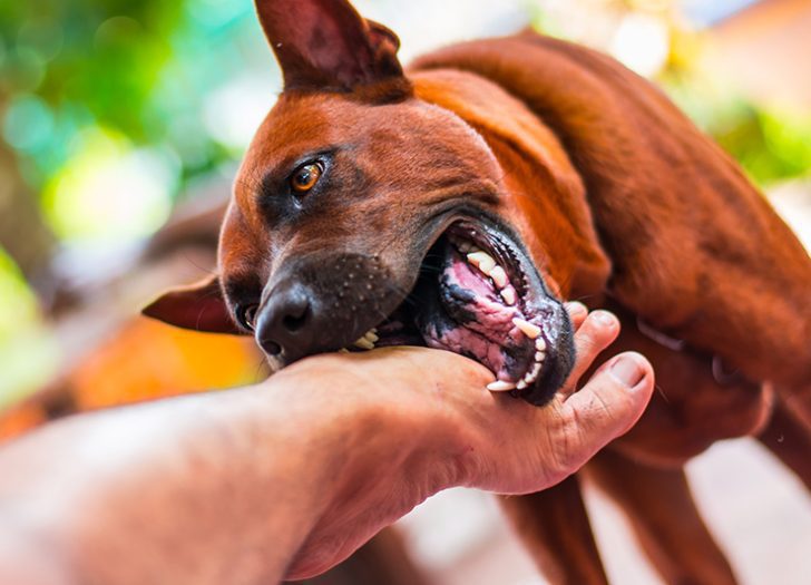 Dog Bite Case