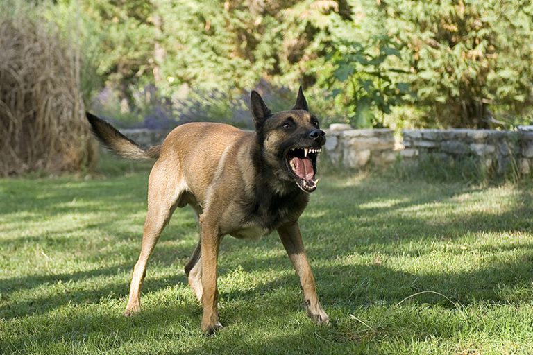 Stray Dogs And Dog Bites Mazow McCullough PC