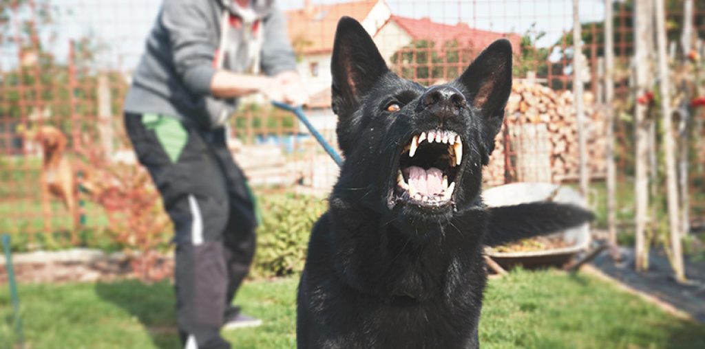 Dog Bites in MA