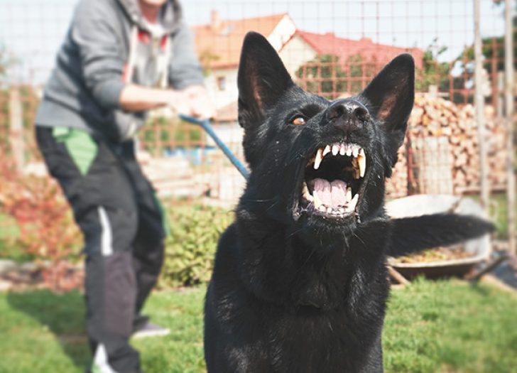 Dog Bites in MA