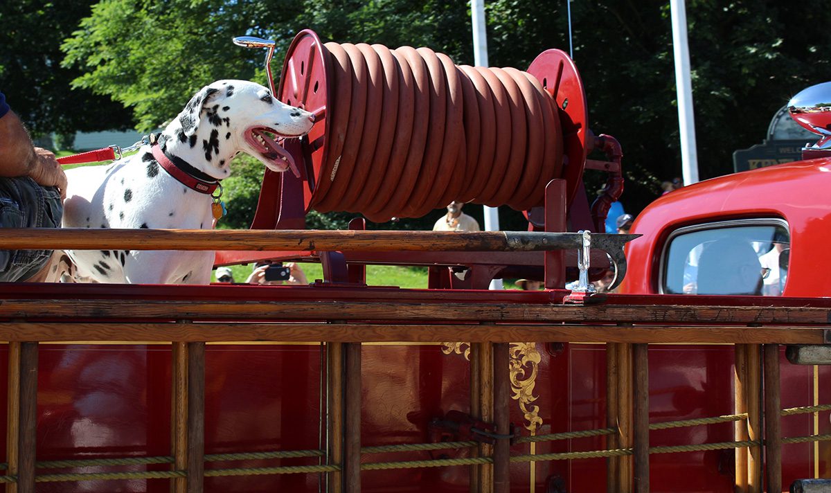 Dalmatian on Fire Truck