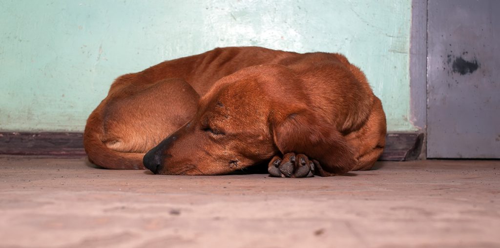 Dogs Curl Up in a Ball