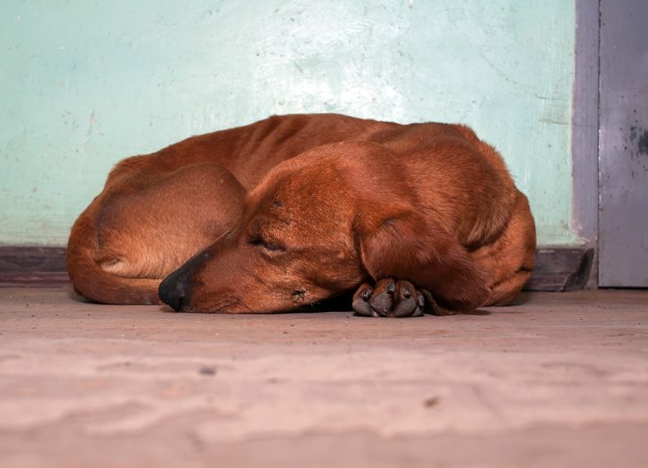 Dogs Curl Up in a Ball