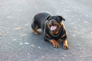 Rottweilers are the Second Most Dangerous Dog
