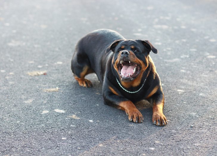 Rottweilers are the Second Most Dangerous Dog