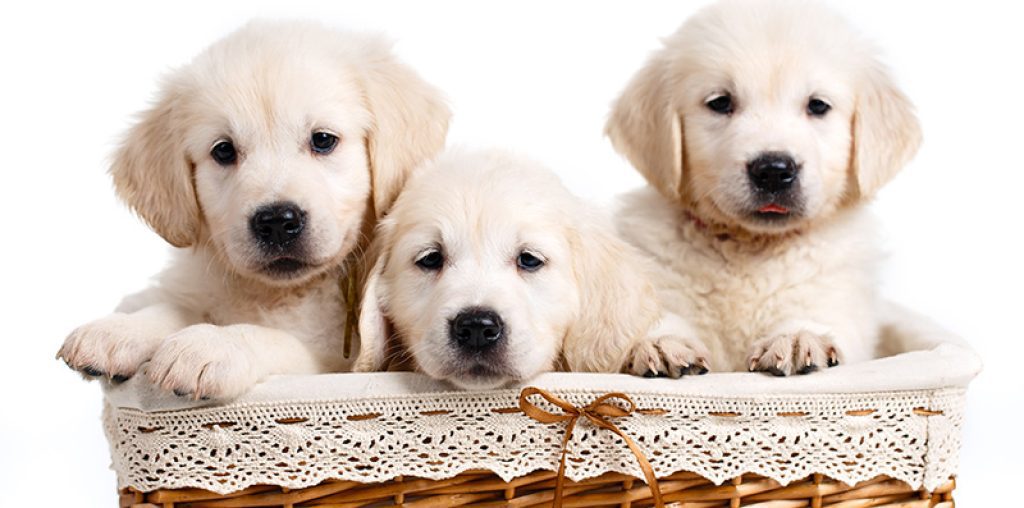 National Puppy Day