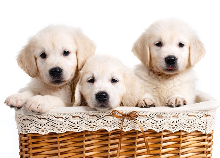 National Puppy Day