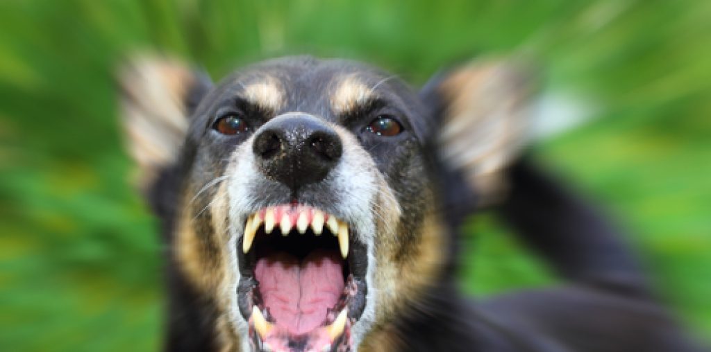 Alternatives to Dog Bite Lawsuits