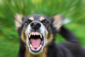 Alternatives to Dog Bite Lawsuits