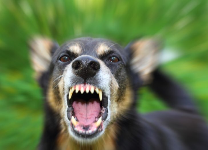 Alternatives to Dog Bite Lawsuits