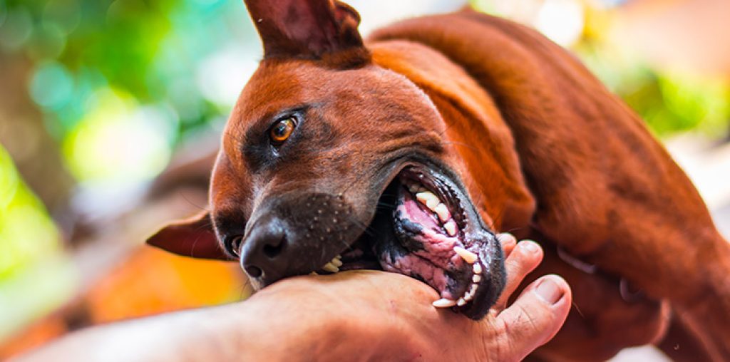 Dog Bite Cases