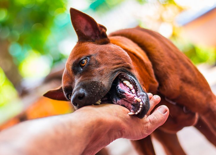 Dog Bite Cases