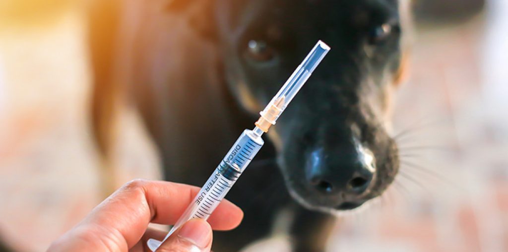 FAQs on Dog Bite Cases
