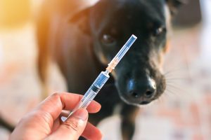 FAQs on Dog Bite Cases