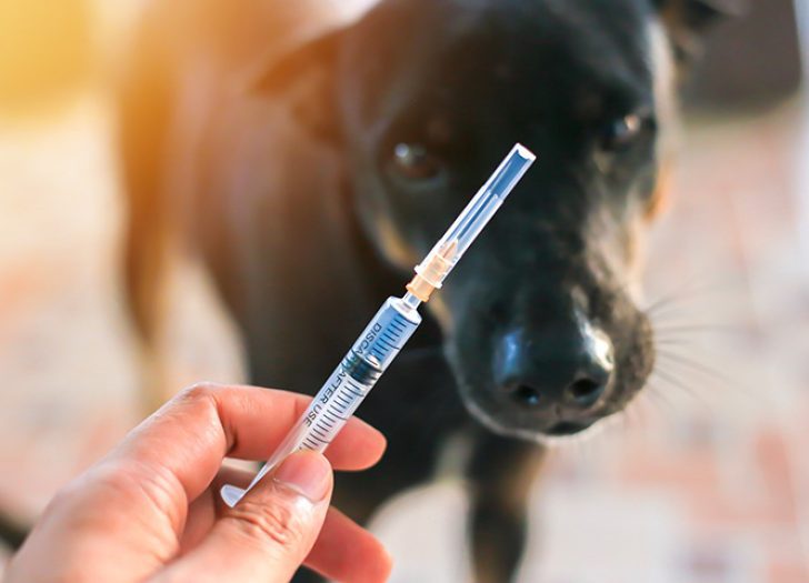 FAQs on Dog Bite Cases
