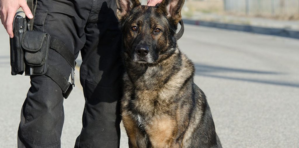 Police Dog Bite