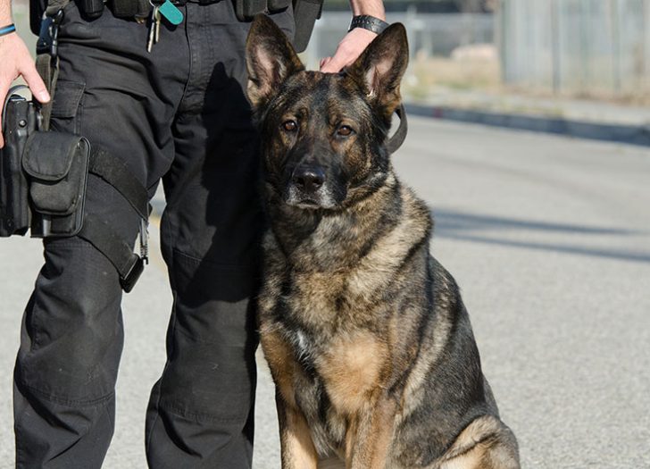 Police Dog Bite