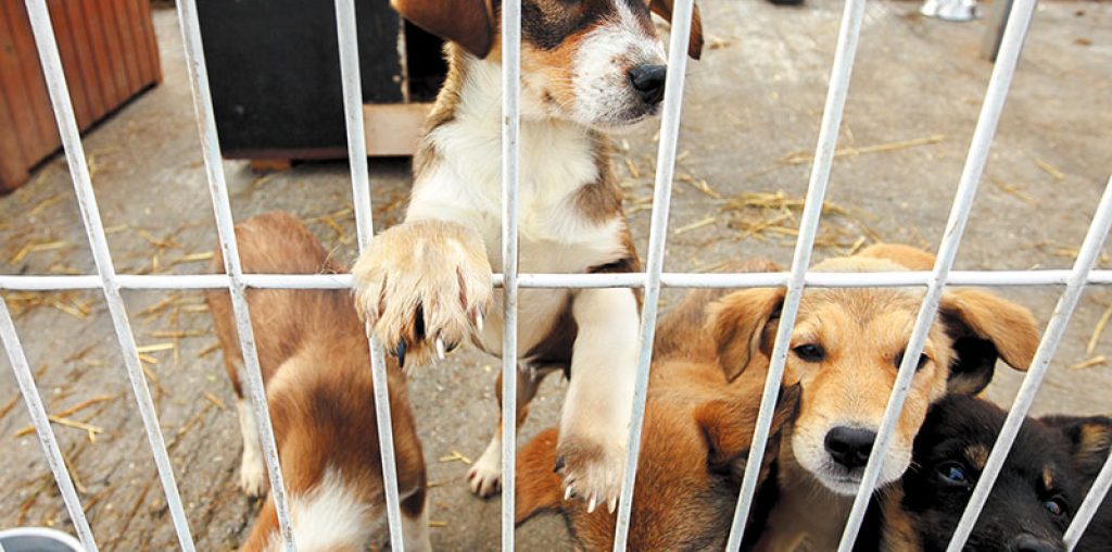 Dog Adoption Contract