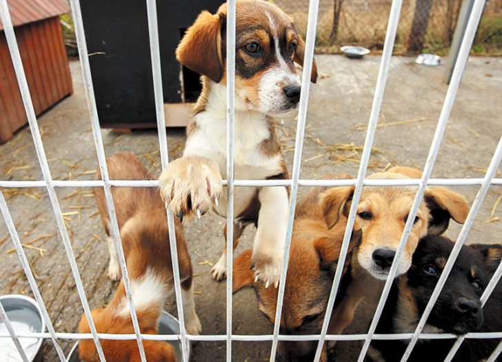 Dog Adoption Contract