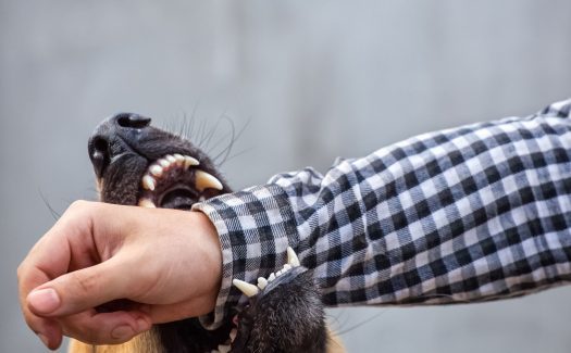 Dog Bite Attorneys, MA - Mazow | McCullough, PC