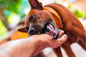 Dog Bite Case