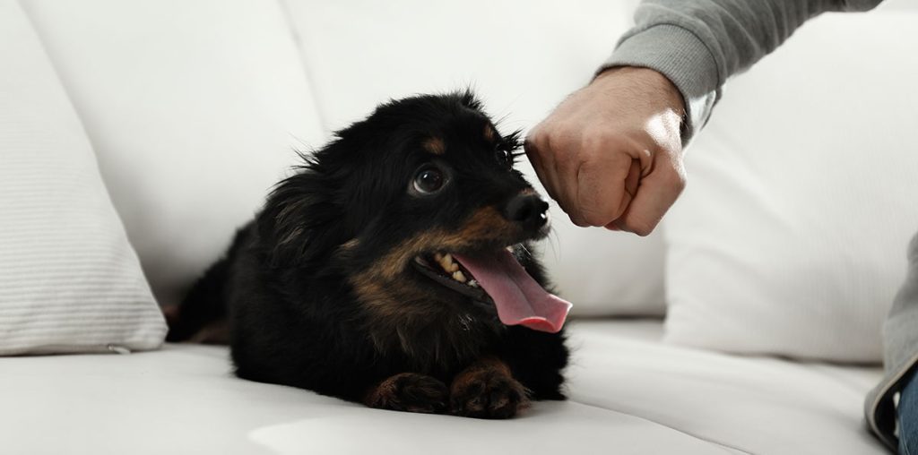 Punishment Increase The Risk Of Dog Bites