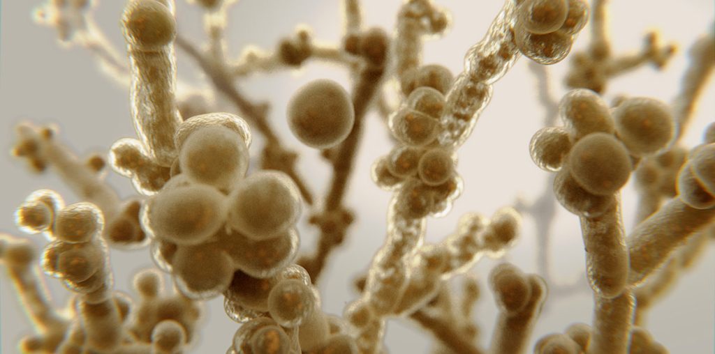Fungus-Related Nursing Home Wrongful Death On the Rise